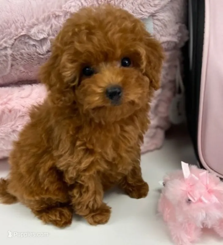 Tiny Macy – Poodle - Toy  puppy for sale in Chicago, IL