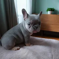 Wilma, a female French Bulldog for sale in Chicago, IL – 2 of 3