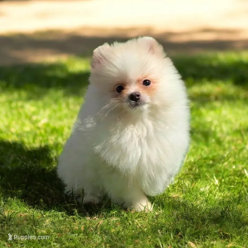 Cody – Pomeranian puppy for sale in Chicago, IL