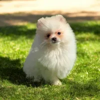 Cody, a male Pomeranian for sale in Chicago, IL – 1 of 1