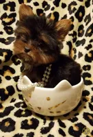 Lovie (teacup), a female Yorkshire Terrier for sale in Chicago, IL – 3 of 3