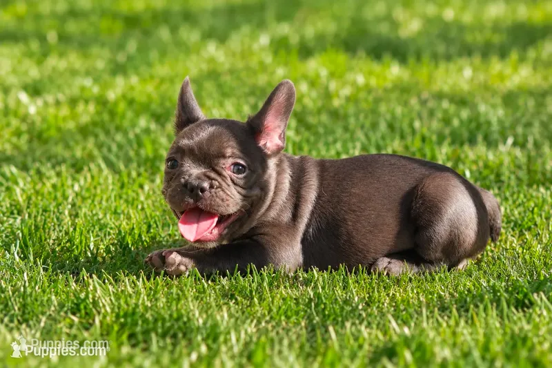 Coco – French Bulldog puppy for sale in Chicago, IL