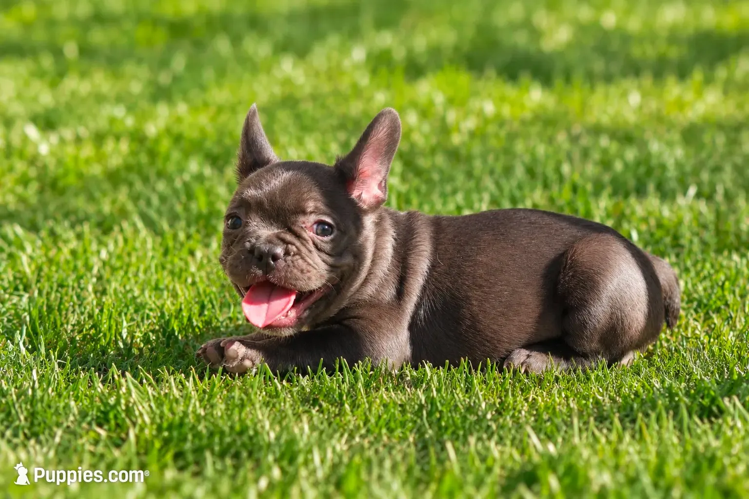 Coco, a female French Bulldog for sale in Chicago, IL – 1 of 2