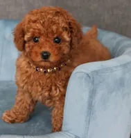 River, a male Poodle - Toy  for sale in Chicago, IL – 2 of 2
