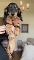 AKC Seven, a male Miniature Dachshund for sale in Chicago, IL – 6 of 8