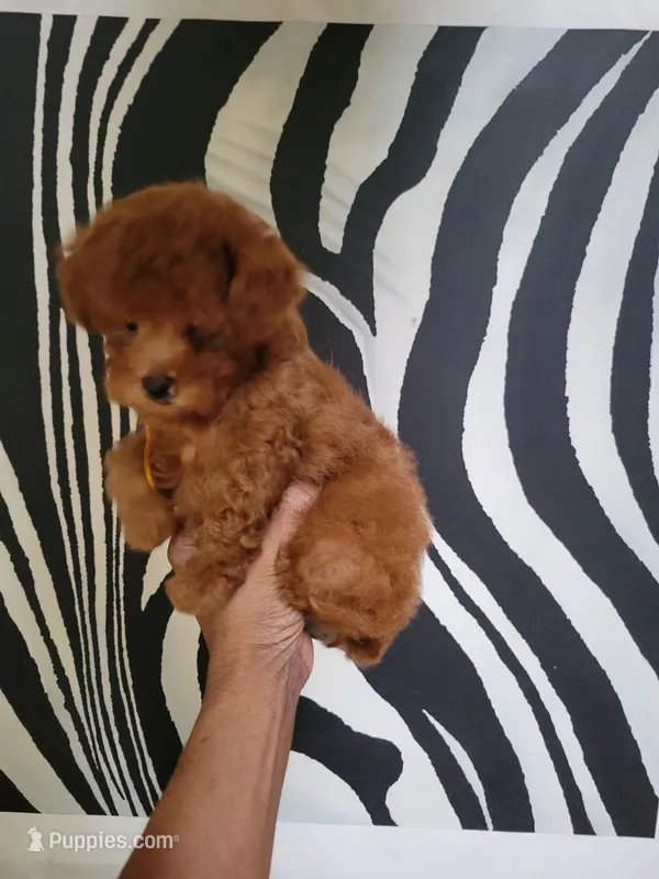 Lucy – Poodle - Toy  puppy for sale in Chicago, IL