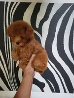Lucy, a female Poodle - Toy  for sale in Chicago, IL – 1 of 3