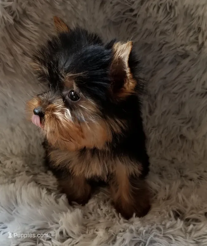 Speedy – Yorkshire Terrier puppy for sale in Chicago, IL
