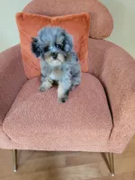 Merle , a male Poodle - Toy  for sale in Chicago, IL – 6 of 7