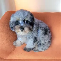 Merle , a male Poodle - Toy  for sale in Chicago, IL – 2 of 7