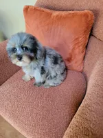 Merle , a male Poodle - Toy  for sale in Chicago, IL – 5 of 7