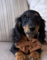 AKC Seven, a male Miniature Dachshund for sale in Chicago, IL – 8 of 8