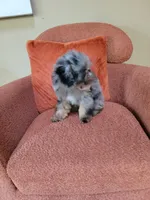 Merle , a male Poodle - Toy  for sale in Chicago, IL – 7 of 7