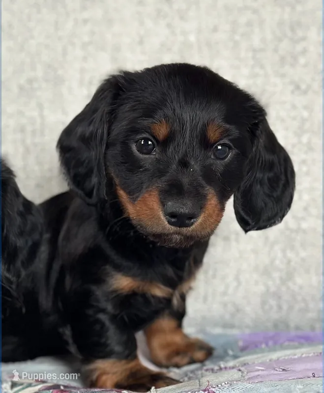 Dream – Miniature Dachshund puppy for sale in Chicago, IL