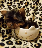 Lovie (teacup), a female Yorkshire Terrier for sale in Chicago, IL – 2 of 3
