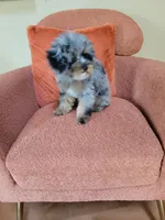 Merle , a male Poodle - Toy  for sale in Chicago, IL – 4 of 7