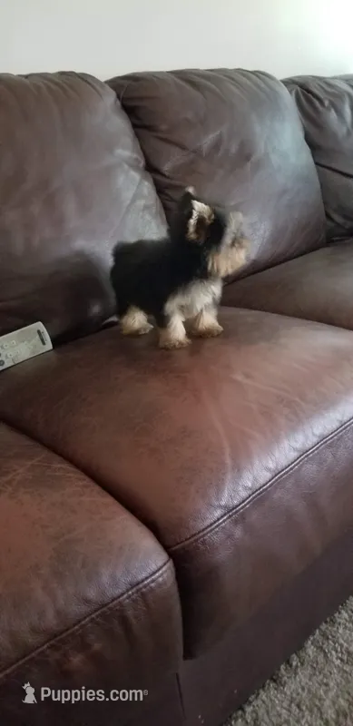Mosure  – Yorkshire Terrier puppy for sale in Chicago, IL