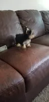 Mosure , a male Yorkshire Terrier for sale in Chicago, IL – 1 of 5