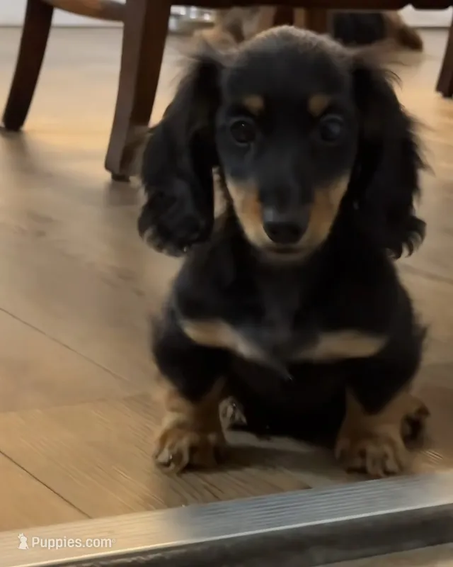 AKC Seven – Miniature Dachshund puppy for sale in Chicago, IL