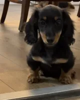 AKC Seven, a male Miniature Dachshund for sale in Chicago, IL – 1 of 8
