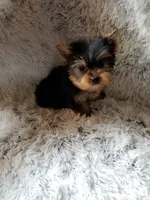 Speedy, a male Yorkshire Terrier for sale in Chicago, IL – 3 of 3