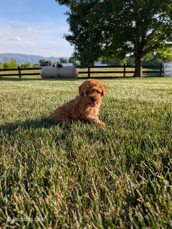 Bear by – Poodle - Miniature  puppy for sale in Chuckey, TN