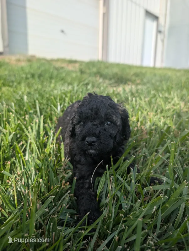 Abbey  – Poodle - Miniature  puppy for sale in Chuckey, TN
