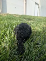Abbey , a female Poodle - Miniature  for sale in Chuckey, TN – 1 of 5