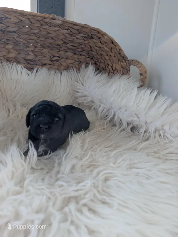 Abbey  – Poodle - Miniature  puppy for sale in Chuckey, TN