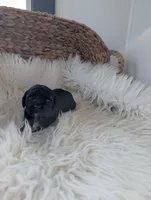 Abbey , a female Poodle - Miniature  for sale in Chuckey, TN – Photo 1 of 3