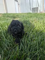 Abbey , a female Poodle - Miniature  for sale in Chuckey, TN – 4 of 5