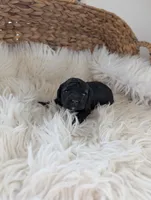 Abbey , a female Poodle - Miniature  for sale in Chuckey, TN – Photo 3 of 3