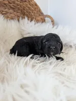 Abbey , a female Poodle - Miniature  for sale in Chuckey, TN – Photo 2 of 3