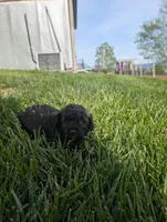 Abbey , a female Poodle - Miniature  for sale in Chuckey, TN – 2 of 5