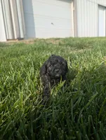 Abbey , a female Poodle - Miniature  for sale in Chuckey, TN – 3 of 5