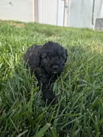 Abbey , a female Poodle - Miniature  for sale in Chuckey, TN – 5 of 5