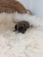 Lela , a female Poodle - Miniature  for sale in Chuckey, TN – Photo 2 of 3