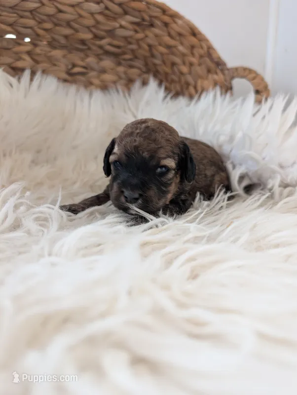 Lela  – Poodle - Miniature  puppy for sale in Chuckey, TN