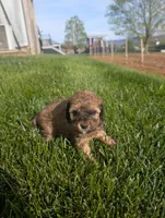 Lela , a female Poodle - Miniature  for sale in Chuckey, TN – 2 of 2