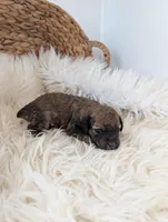 Lela , a female Poodle - Miniature  for sale in Chuckey, TN – Photo 3 of 3