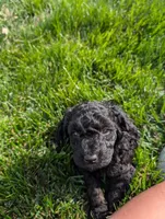 Bruce, a male Poodle - Miniature  for sale in Chuckey, TN – 2 of 2