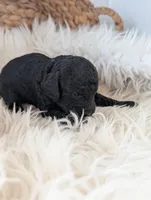 Bruce, a male Poodle - Miniature  for sale in Chuckey, TN – Photo 3 of 3