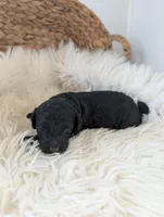 Bruce, a male Poodle - Miniature  for sale in Chuckey, TN – Photo 2 of 3