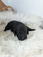 Bruce, a male Poodle - Miniature  for sale in Chuckey, TN – Photo 1 of 3