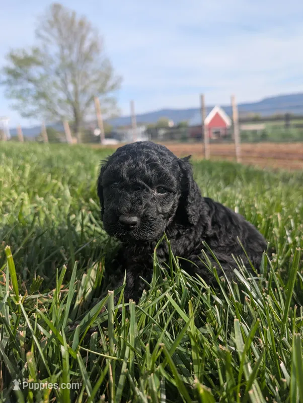 Bruce – Poodle - Miniature  puppy for sale in Chuckey, TN