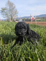 Bruce, a male Poodle - Miniature  for sale in Chuckey, TN – 1 of 2