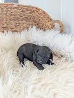 Layla , a female Poodle - Miniature  for sale in Chuckey, TN – Photo 3 of 3