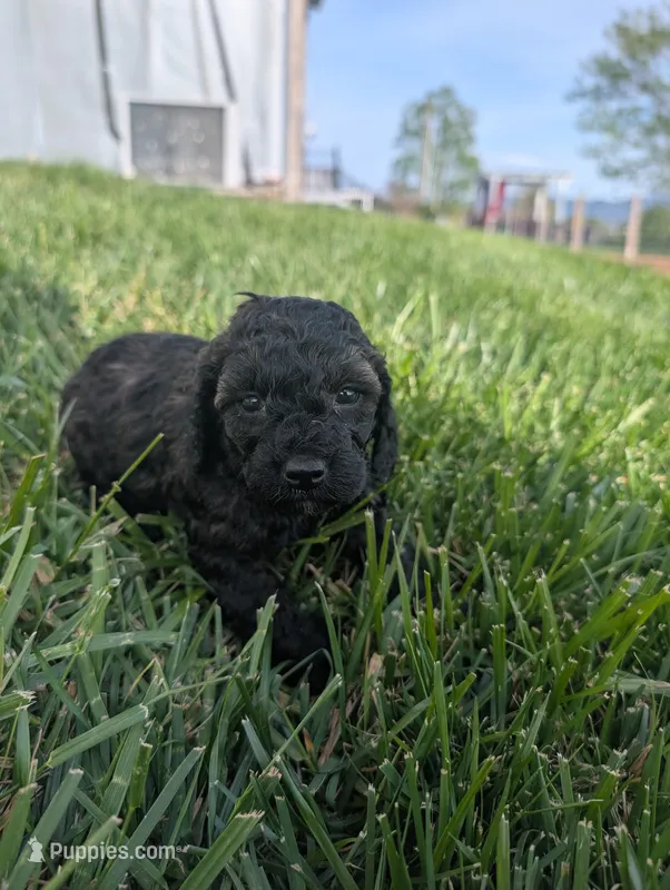 Layla  – Poodle - Miniature  puppy for sale in Chuckey, TN
