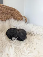 Layla , a female Poodle - Miniature  for sale in Chuckey, TN – Photo 2 of 3