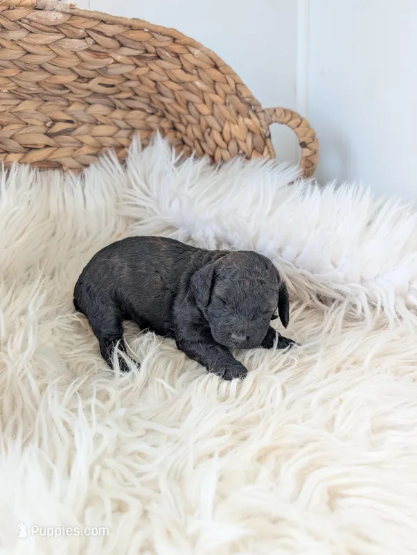 Layla  – Poodle - Miniature  puppy for sale in Chuckey, TN